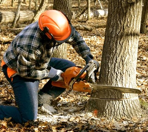 Tree Removal in Winterthur, DE